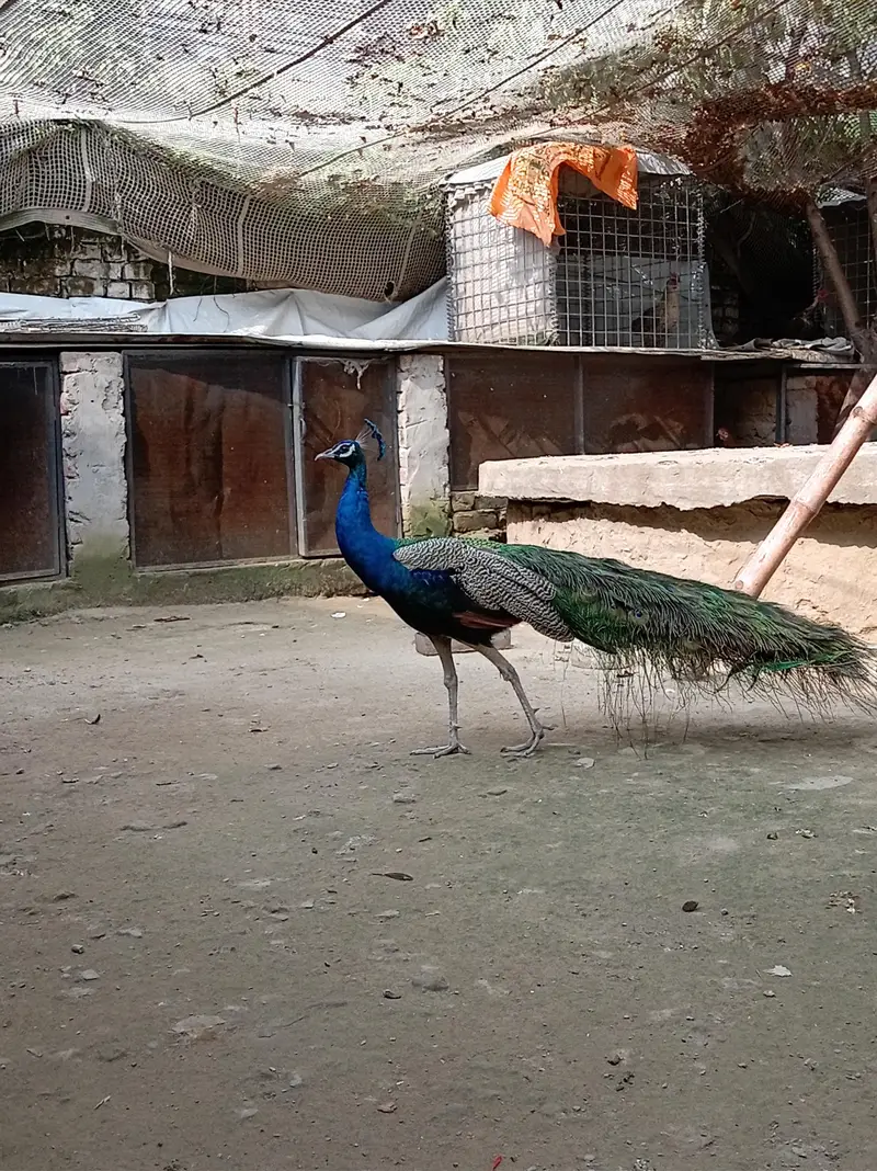 male peacock selling — photo 8