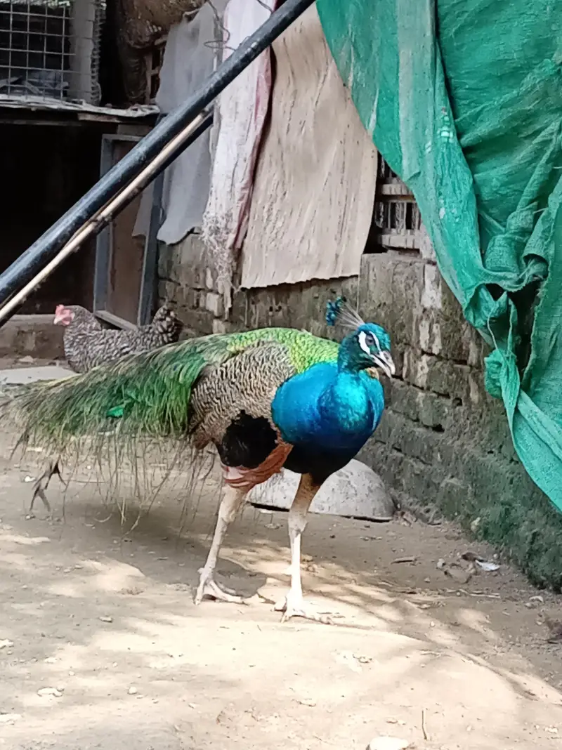 male peacock selling — photo 9