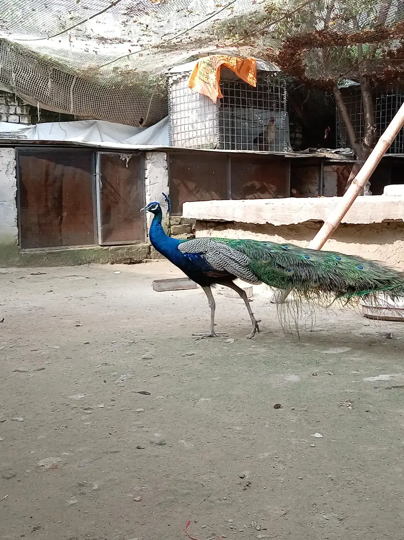 male peacock selling — photo 10