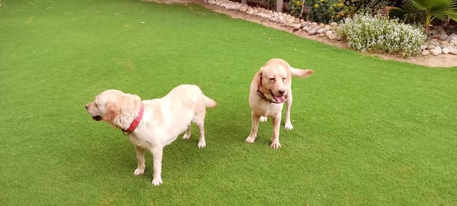 golden lab