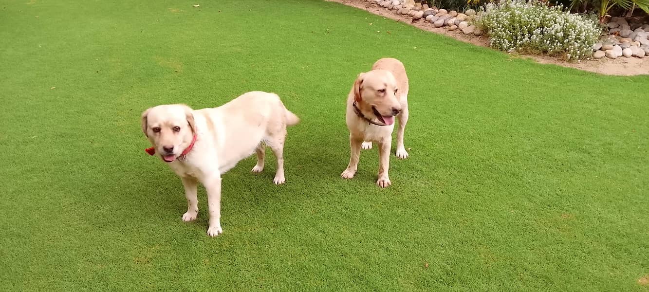 golden lab 1