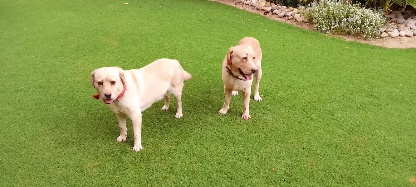 golden lab — photo 2
