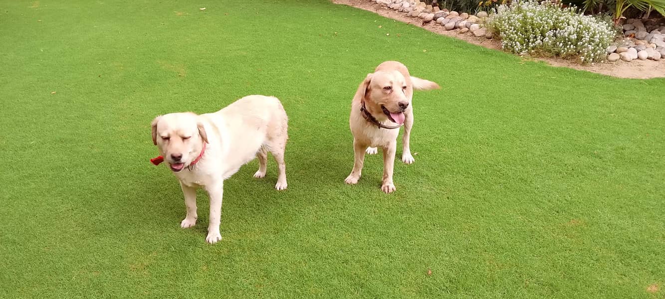 golden lab 2