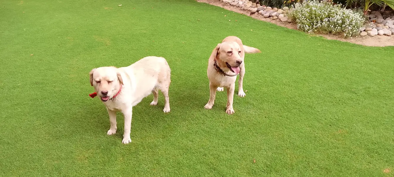 golden lab — photo 3