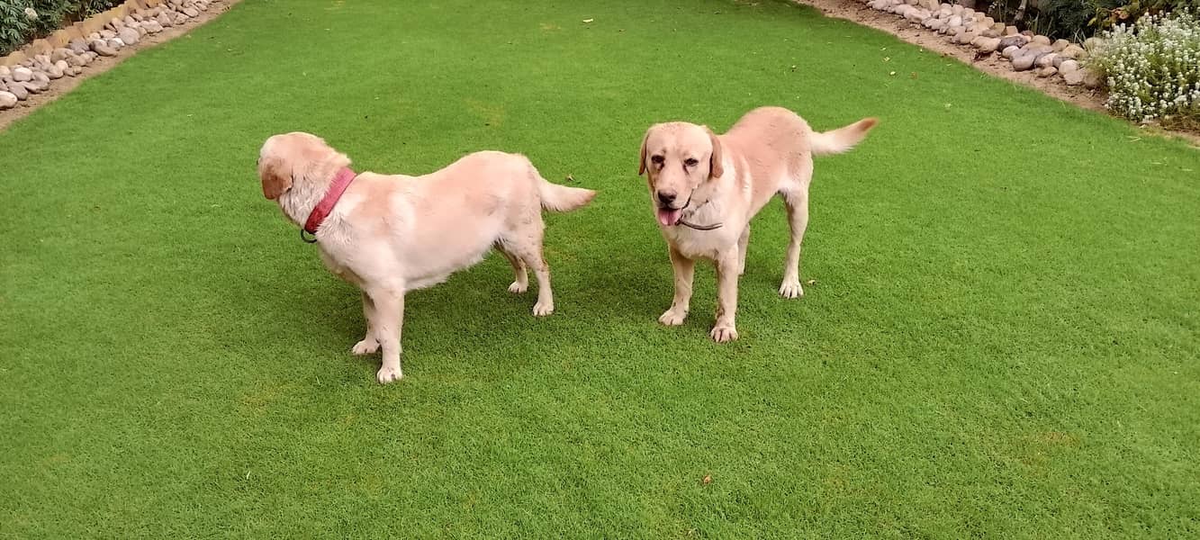 golden lab 3