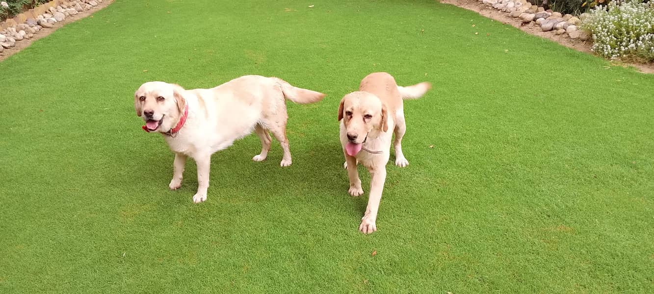 golden lab 4