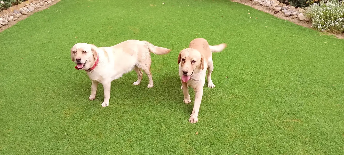 golden lab — photo 5