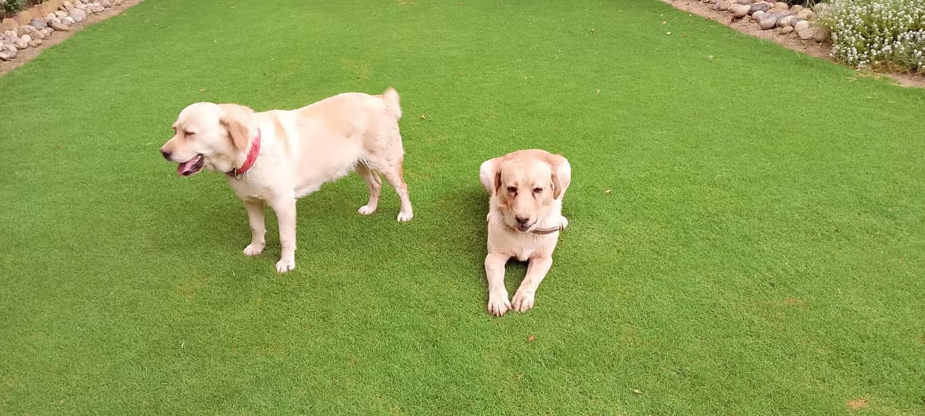 golden lab 5