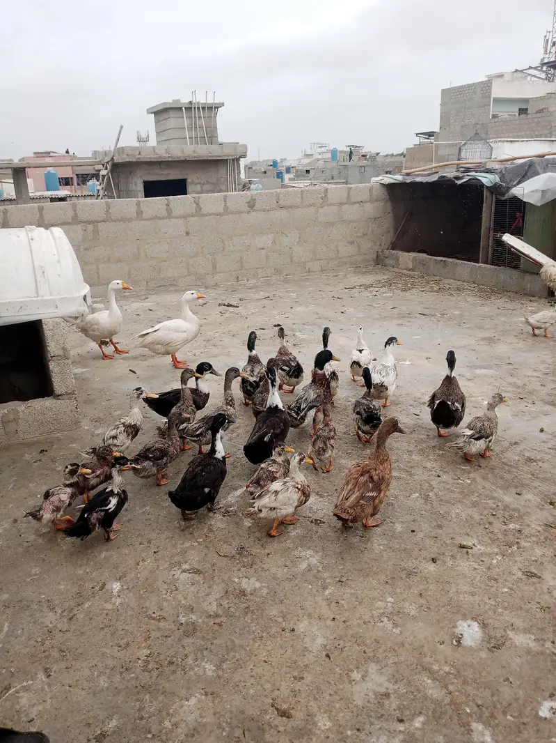 Adult Ducks — photo 2