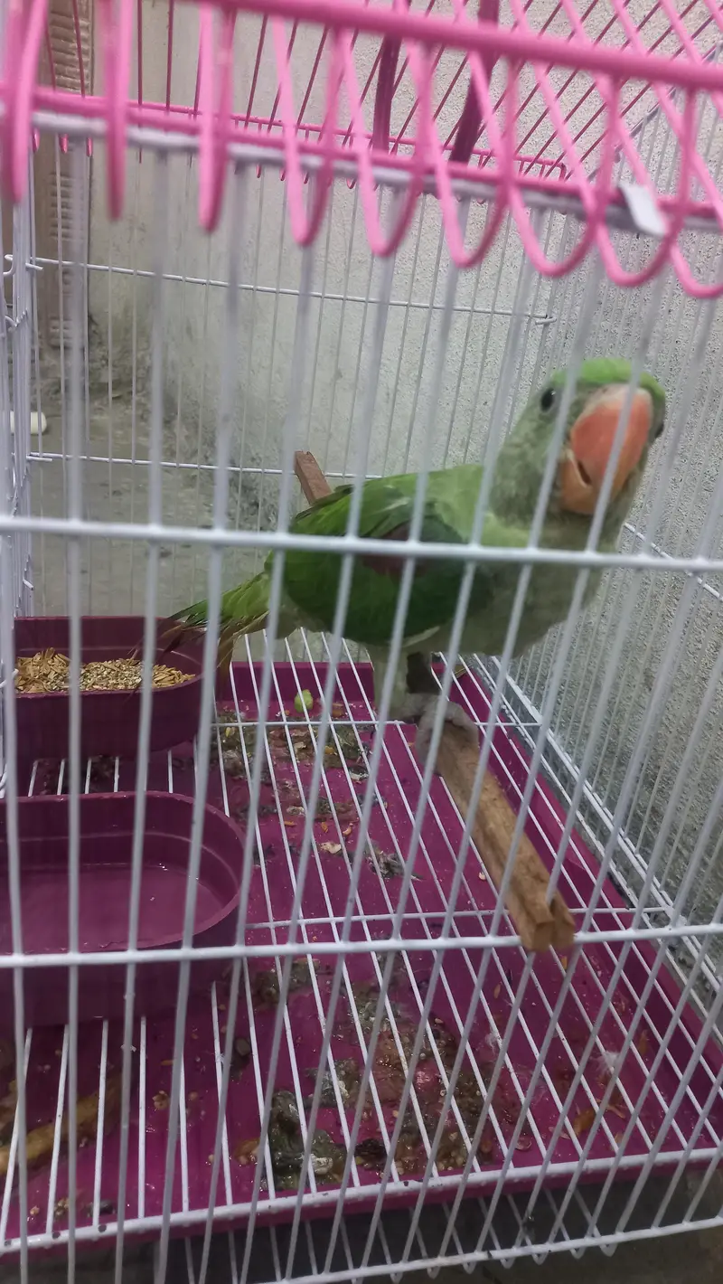 Raw chicks — photo 3