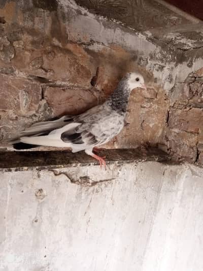 3 pigeon male 6 month age