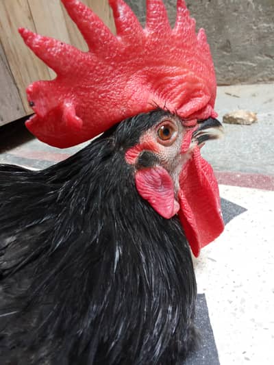 Healthy and Active no ishu hen egg laying