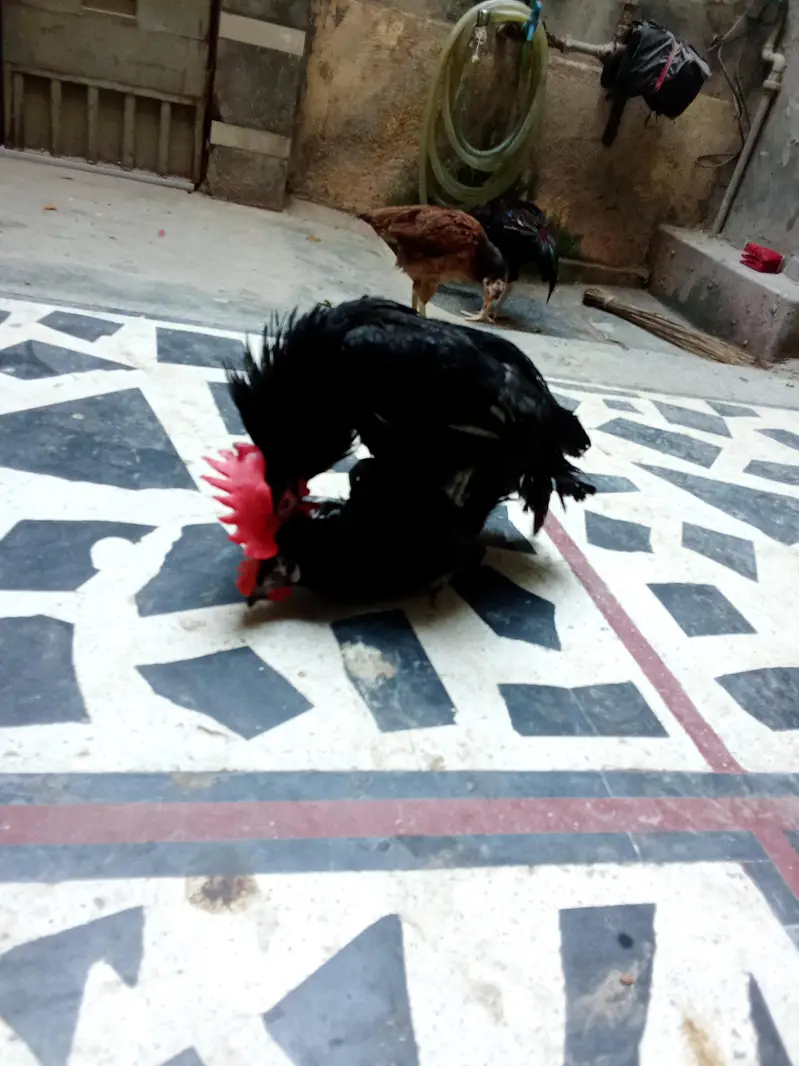 Healthy and Active no ishu hen egg laying — photo 2