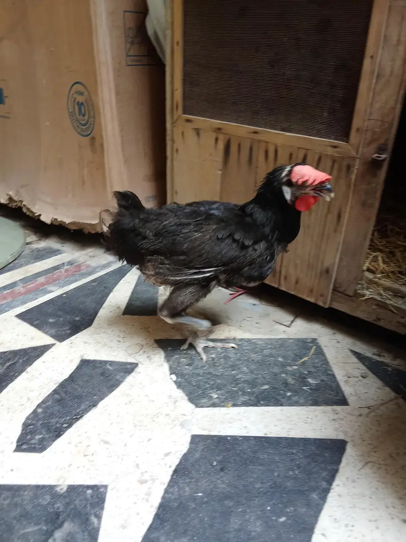 Healthy and Active no ishu hen egg laying — photo 3