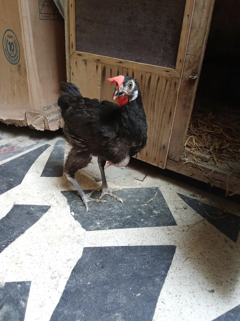 Healthy and Active no ishu hen egg laying — photo 4