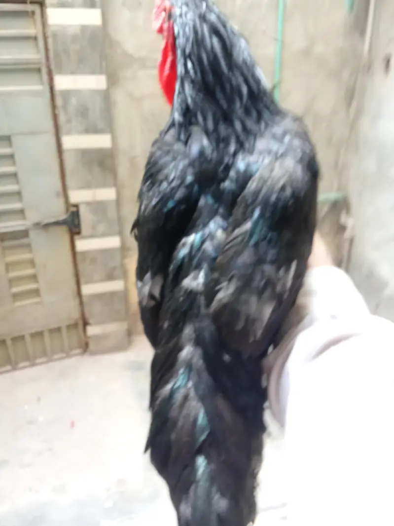 Healthy and Active no ishu hen egg laying — photo 5
