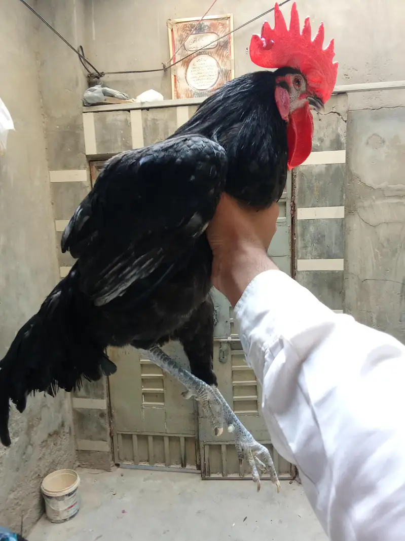 Healthy and Active no ishu hen egg laying — photo 6