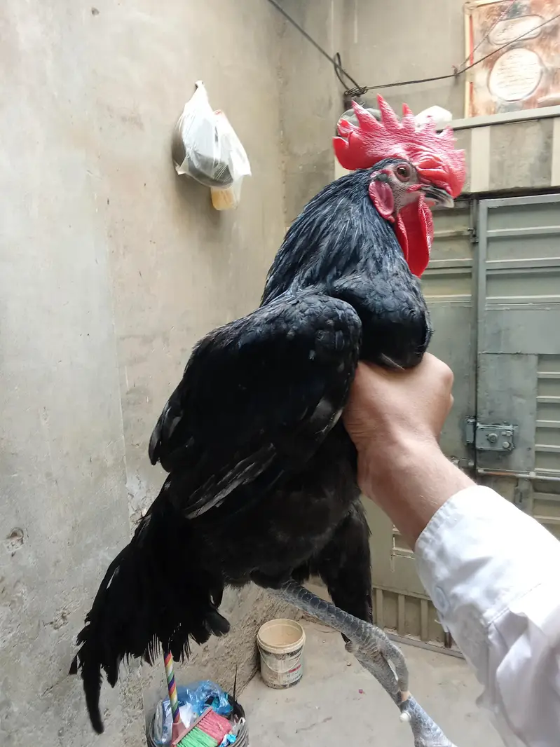 Healthy and Active no ishu hen egg laying — photo 7