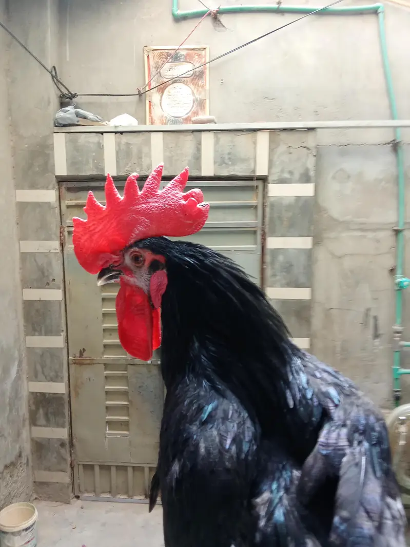 Healthy and Active no ishu hen egg laying — photo 8