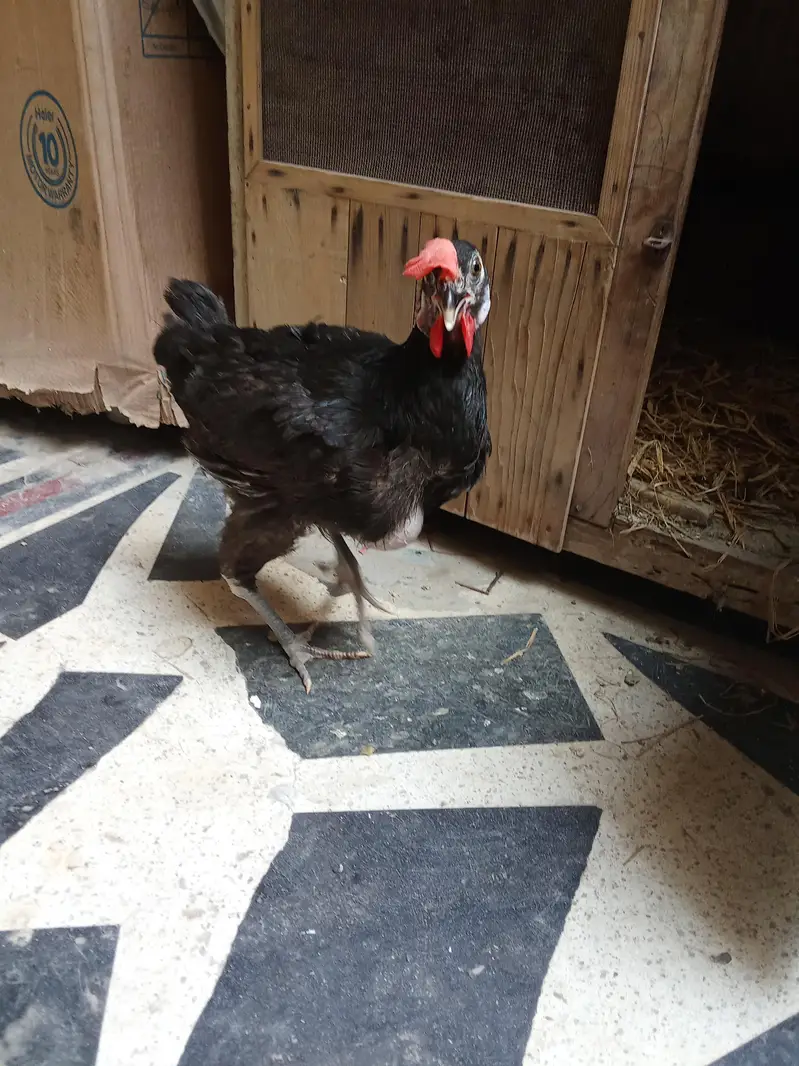 Healthy and Active no ishu hen egg laying — photo 9
