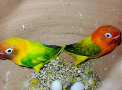 Urgent Sale Breeder Pair with eggs