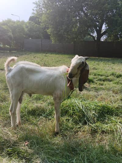 dasi Bakra for sale