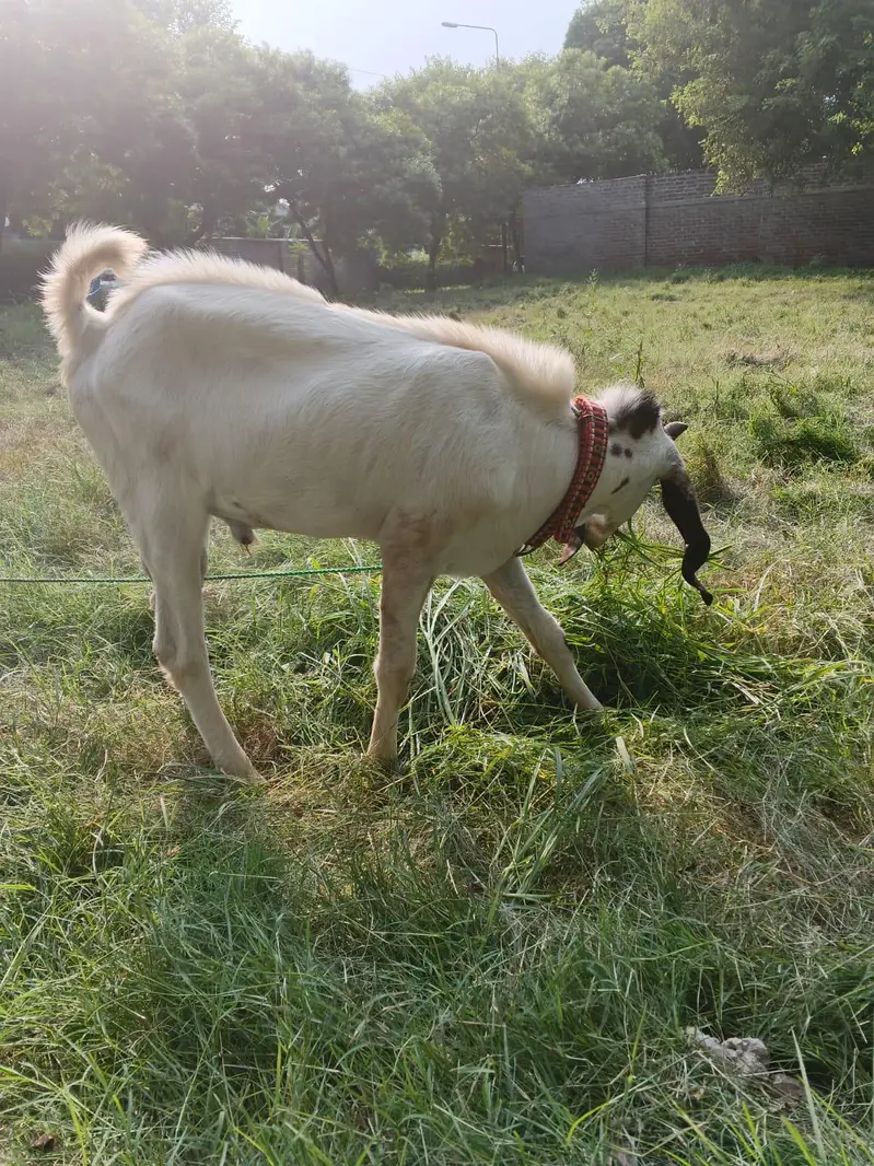 dasi Bakra for sale — photo 2