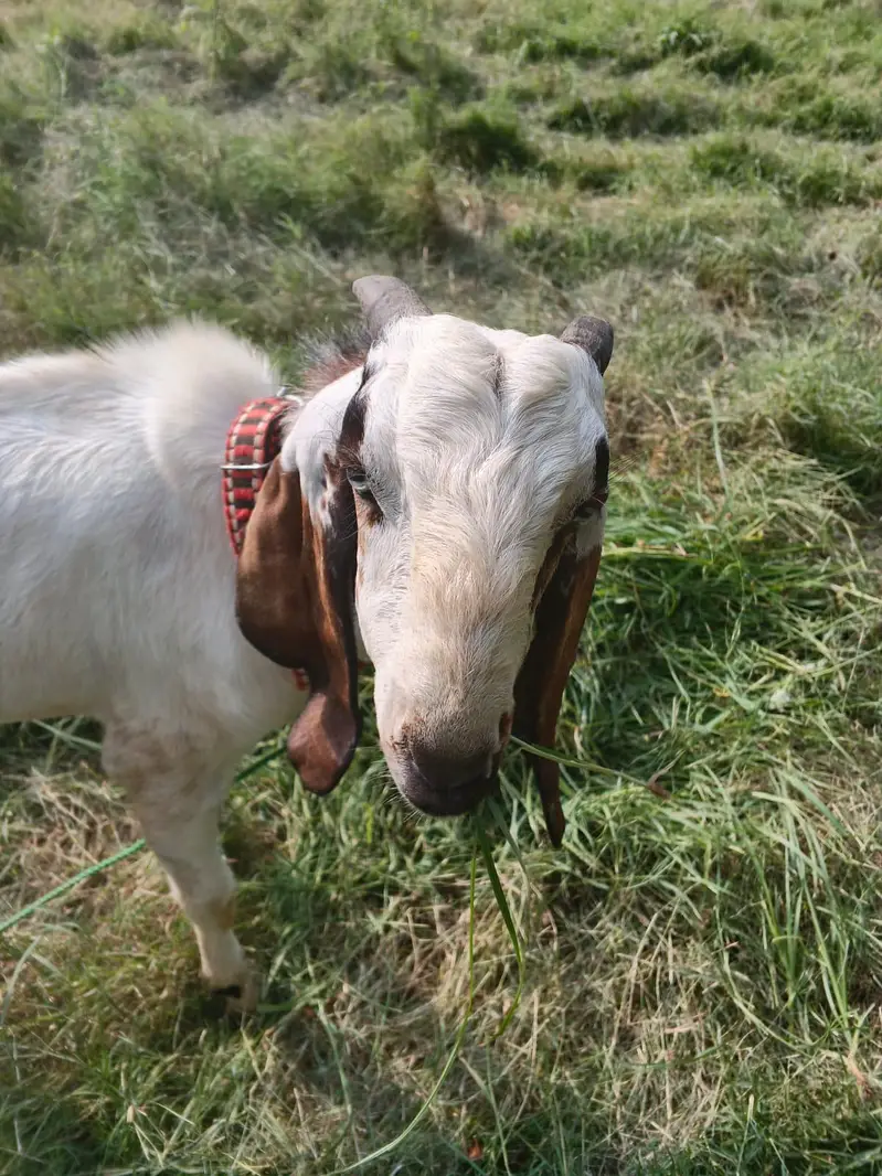 dasi Bakra for sale — photo 3