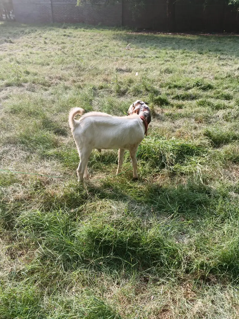 dasi Bakra for sale — photo 4