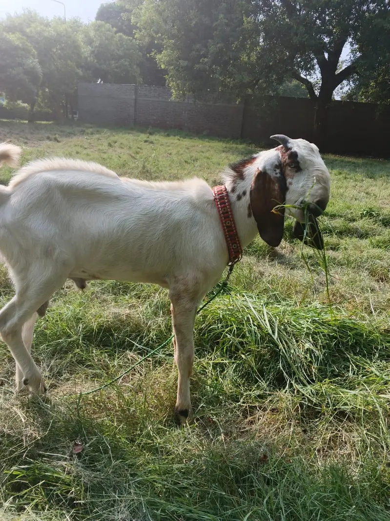 dasi Bakra for sale — photo 5