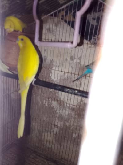 Red-eye budgies