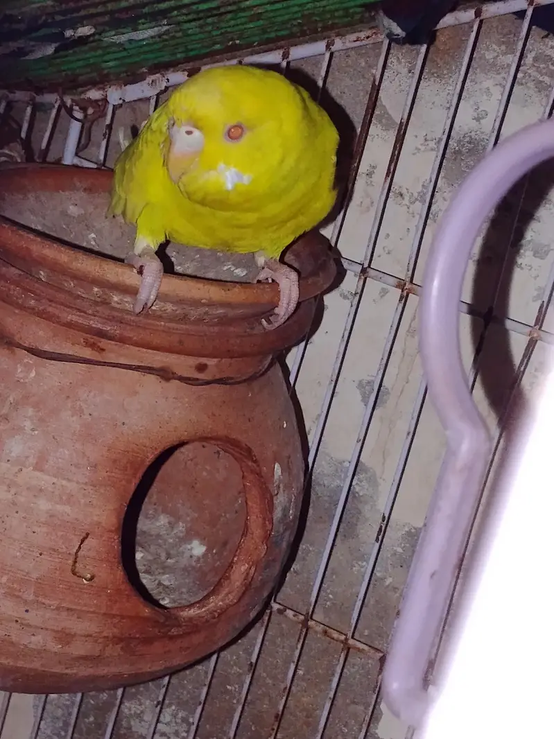 Red-eye budgies — photo 2