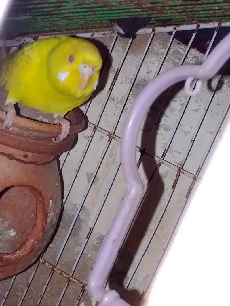 Red-eye budgies — photo 3