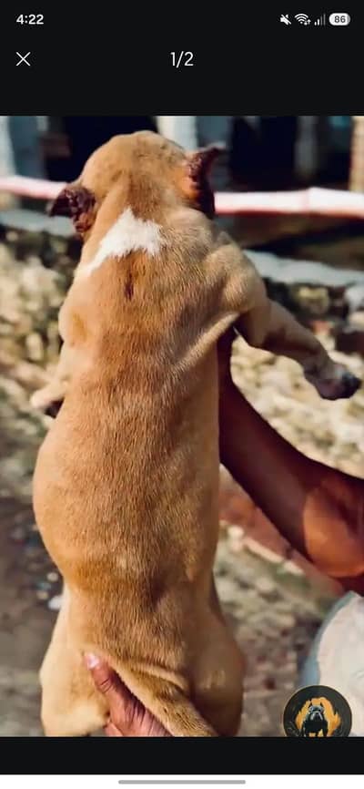 Merle American Bully Puppy - Whatsaap