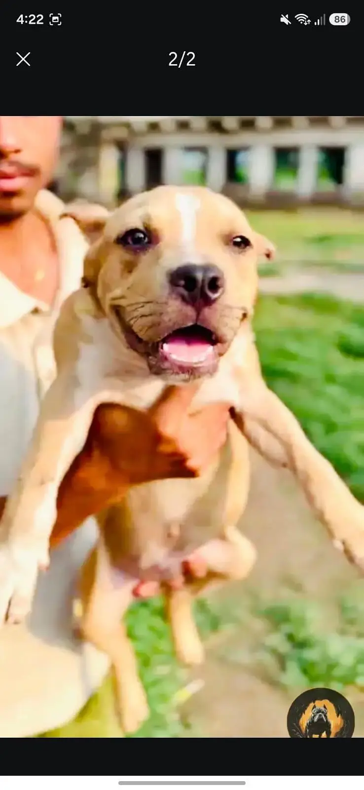 Merle American Bully Puppy - Whatsaap — photo 2