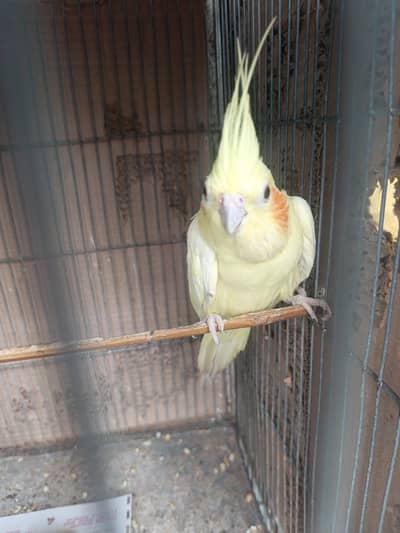 cocktai parrot