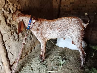 Makhi Cheena Bakra