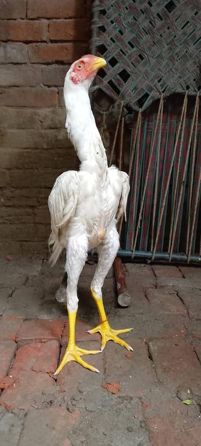shamoo patha 20000 pathi 15000 wtsap 03271995785