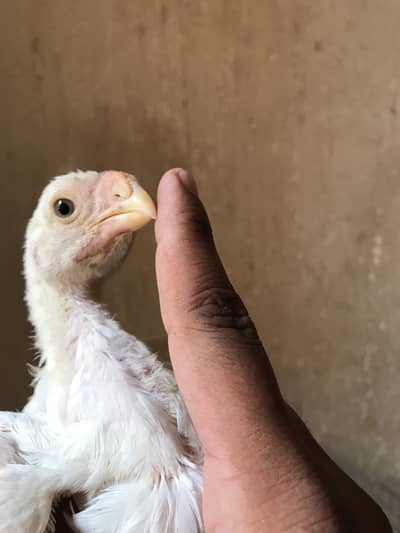 Top quality parrot beak long tail chicks,parrot beek,shamo,shamoo