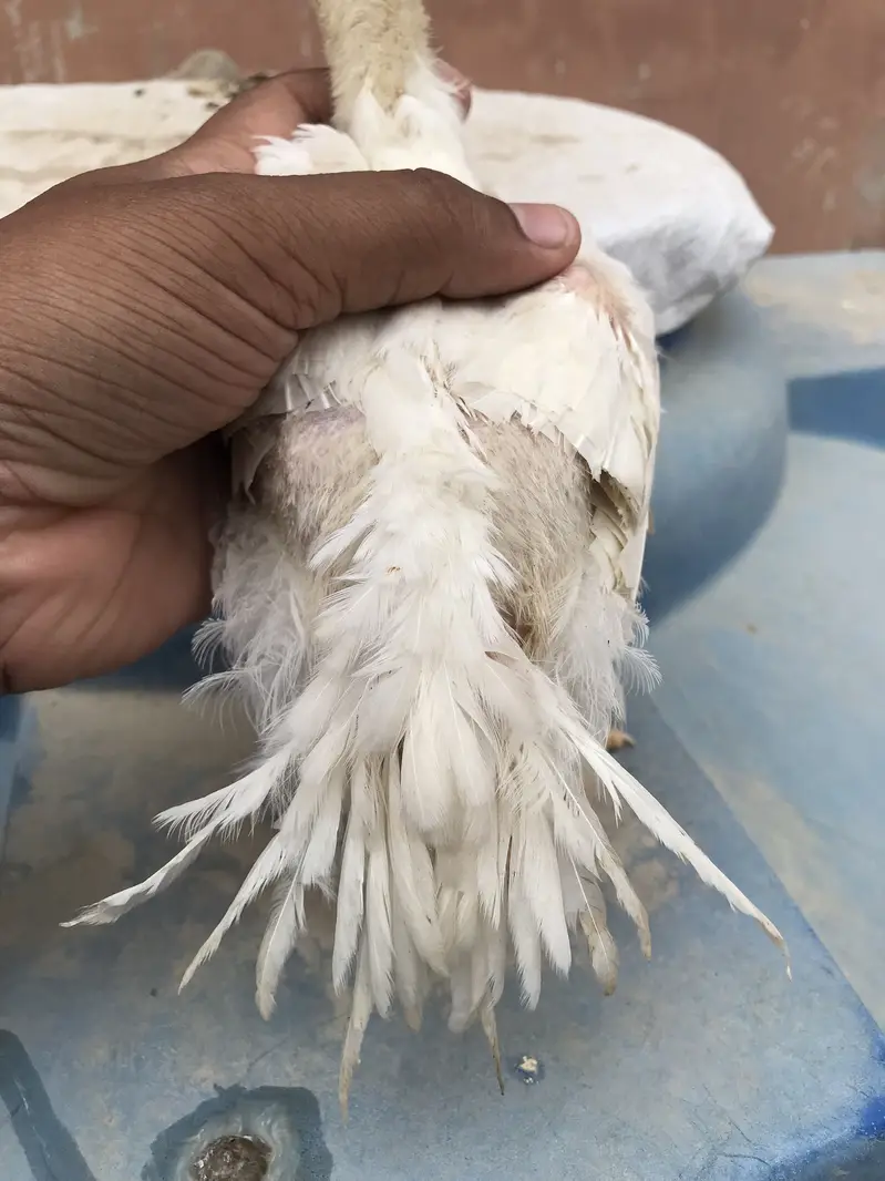 Top quality parrot beak long tail chicks,parrot beek,shamo,shamoo — photo 2