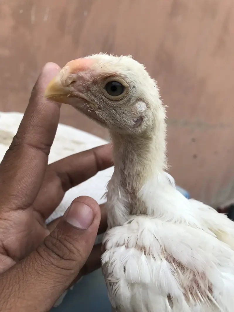 Top quality parrot beak long tail chicks,parrot beek,shamo,shamoo — photo 4