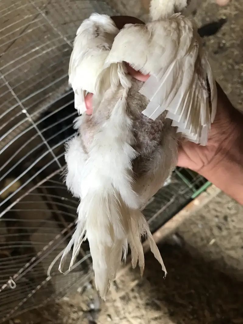 Top quality parrot beak long tail chicks,parrot beek,shamo,shamoo — photo 5