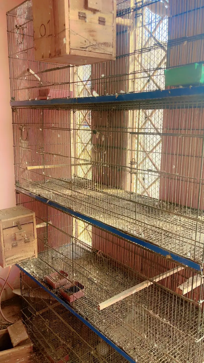 cages for sale. . .