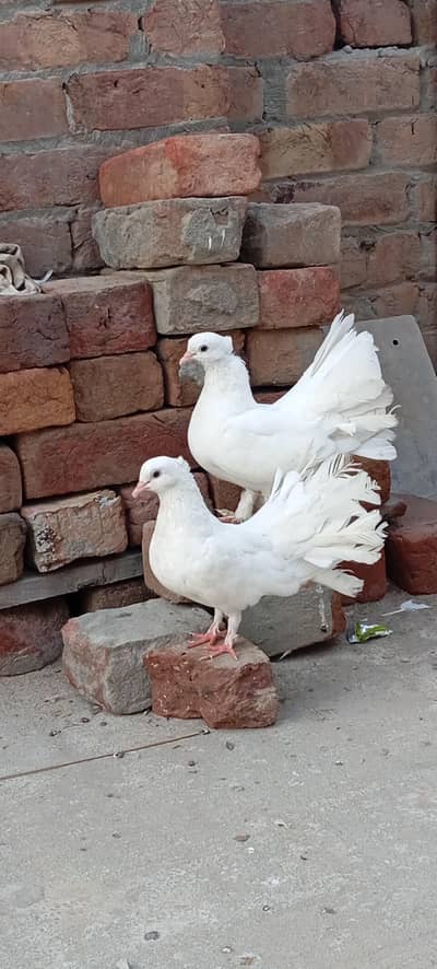 Laky Pigeons pairs
