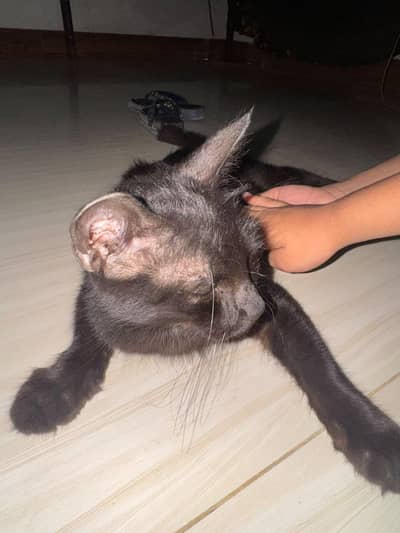 mujhe cat cel karni karni hen