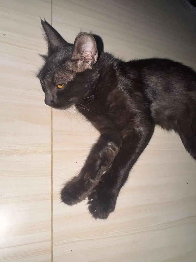 mujhe cat cel karni karni hen — photo 2
