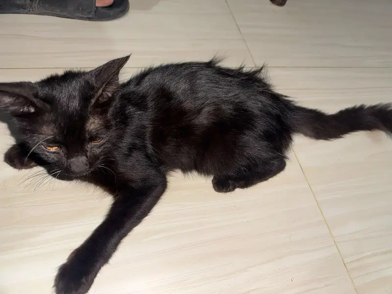 mujhe cat cel karni karni hen — photo 3