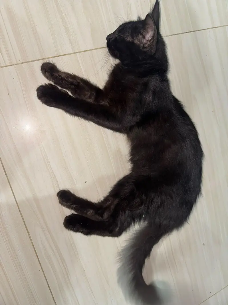 mujhe cat cel karni karni hen — photo 4