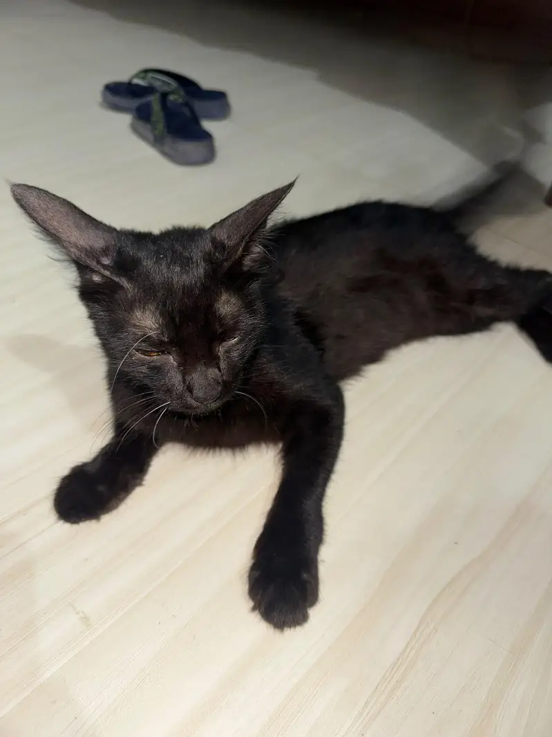 mujhe cat cel karni karni hen — photo 5