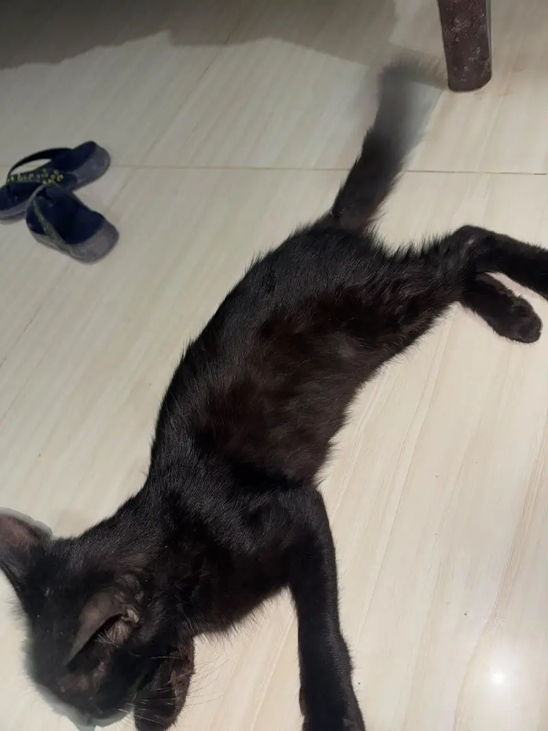 mujhe cat cel karni karni hen — photo 6